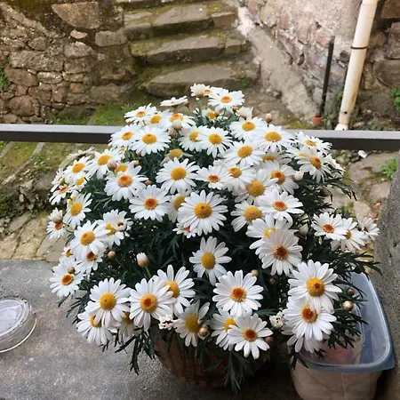 Casa Piccolo Fiore Tatil Evi